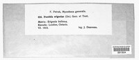 Puccinia erigeniae image